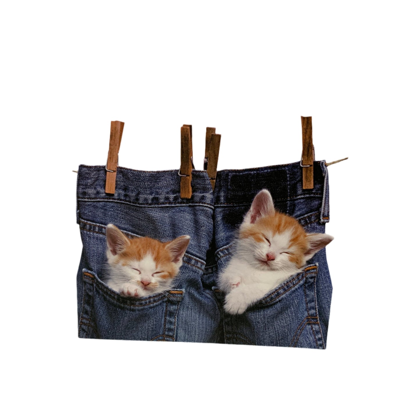 Cat nap